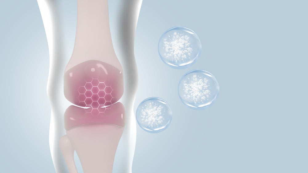 Illustration zeigt Kollagen Wirkung im Kniegelenk zur Unterstützung von Knorpel Stabilität und gesunder Gelenkfunktion