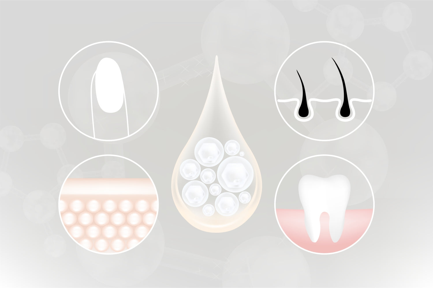 Illustration zeigt Kollagen Wirkung auf Haare Nägel Haut und Zähne zur Unterstützung von Struktur Festigkeit und gesunder Erscheinung