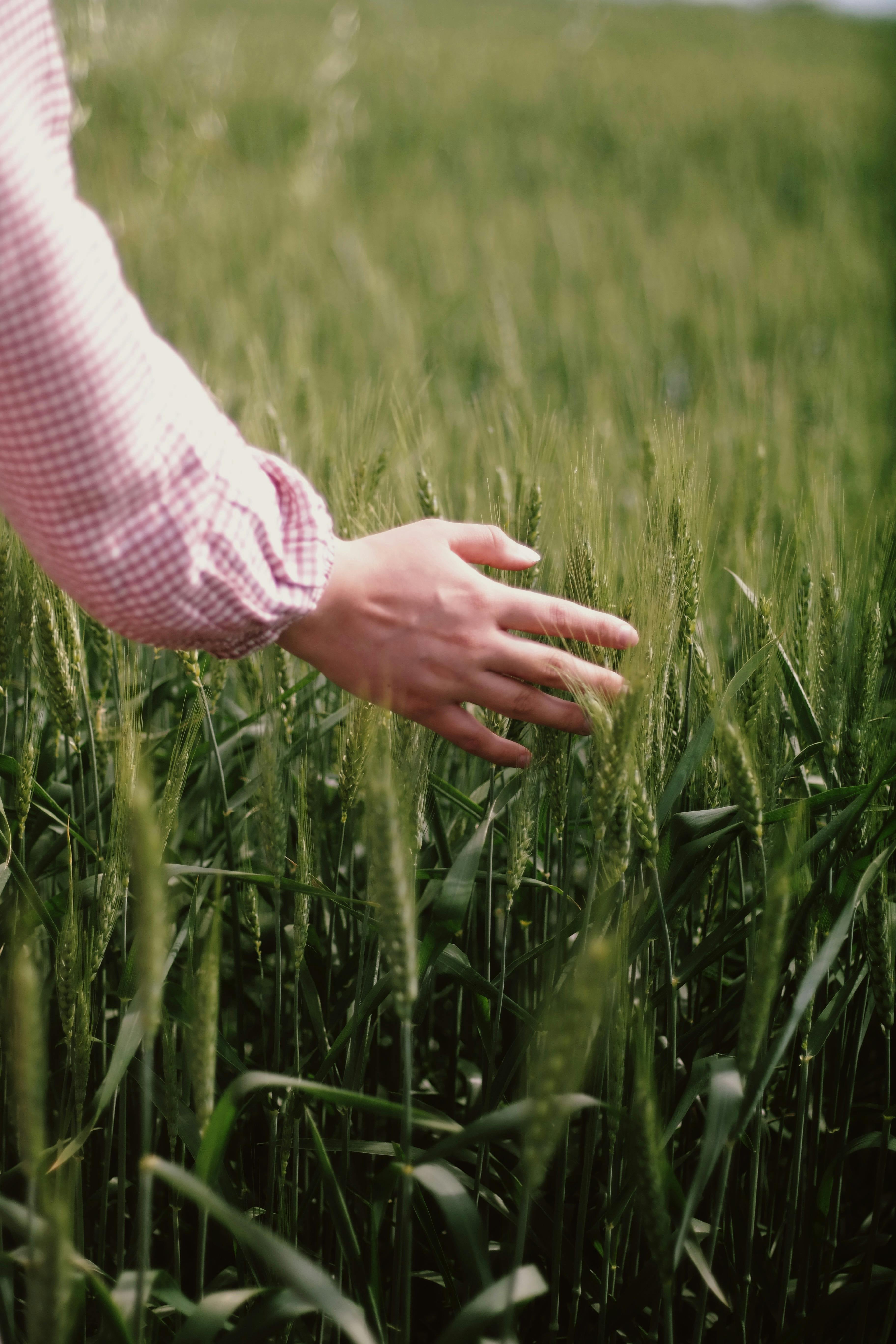 hand-getreidefeld-natur